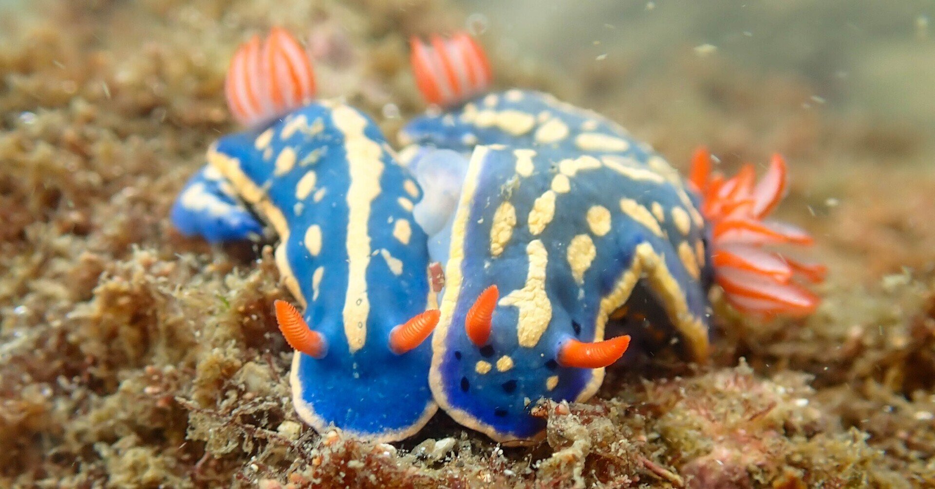海日記】#12 濃厚接触してるウミウシを見かけた…【葉山】｜海遊びのほや