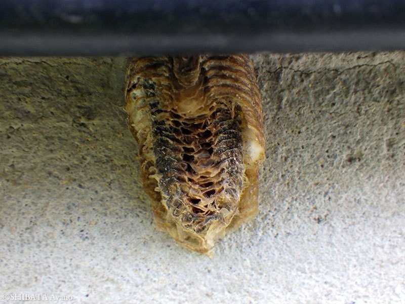 巣 蟷螂 の カマキリ 卵の種類と見分け方！大きさや形、色、産む場所の違いは？