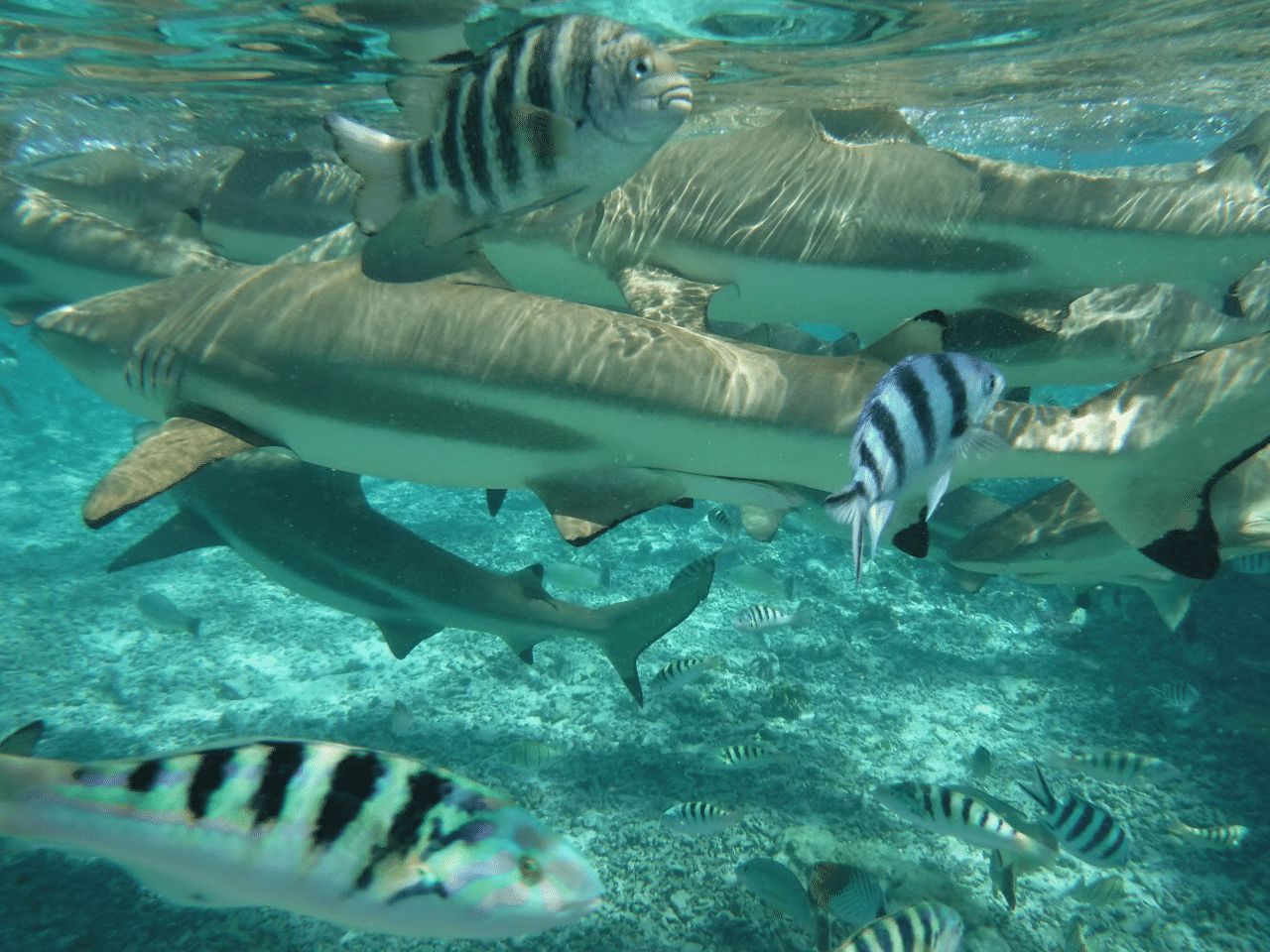 楽園とはボラボラ島のことだったか よい Note 楽園とはボラボラ島のことだったか よい Note