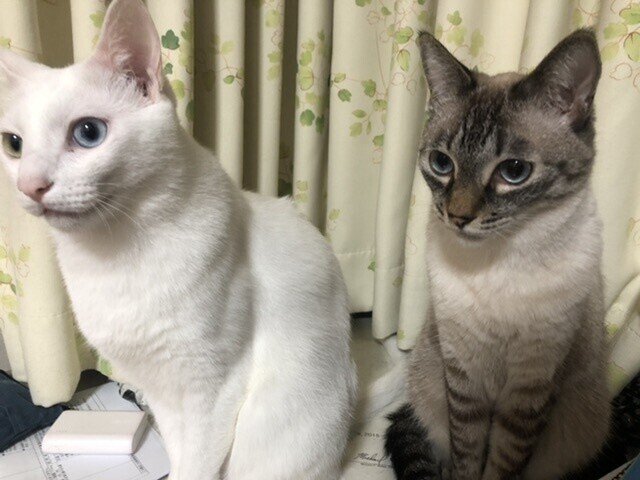 猫ライフといいつつ猫さんを全くあげていなかった件について 左 白猫氏 オッドアイ おおらか 右 シャムトラ氏 シャム柄 お腹すきがち Twitterもやってます Mobile Tw 葛城 Note