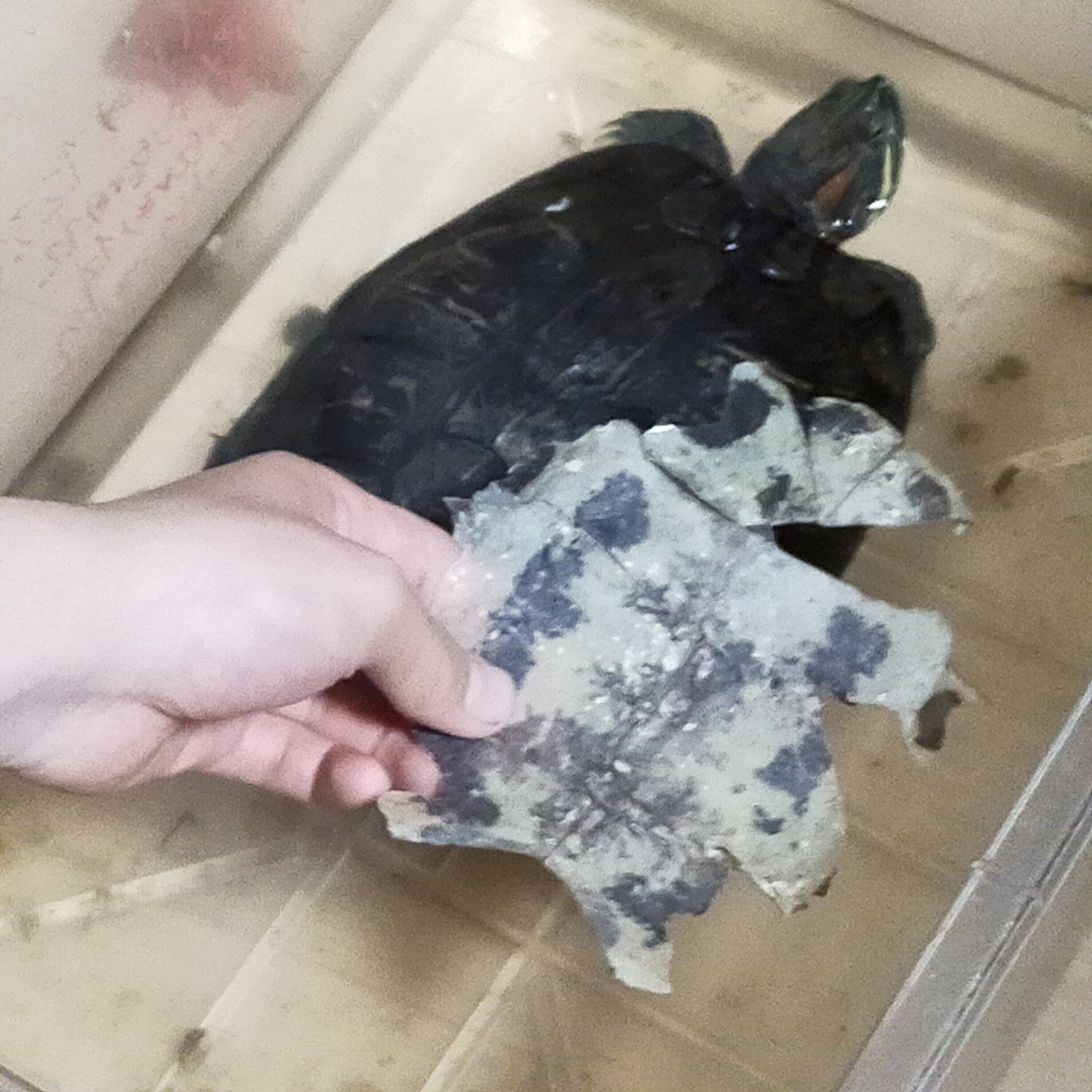 亀の甲羅（抜け殻） 亀も脱皮します。 甲羅が一枚ずつ剥がれます。 つなげるとこんな感じ