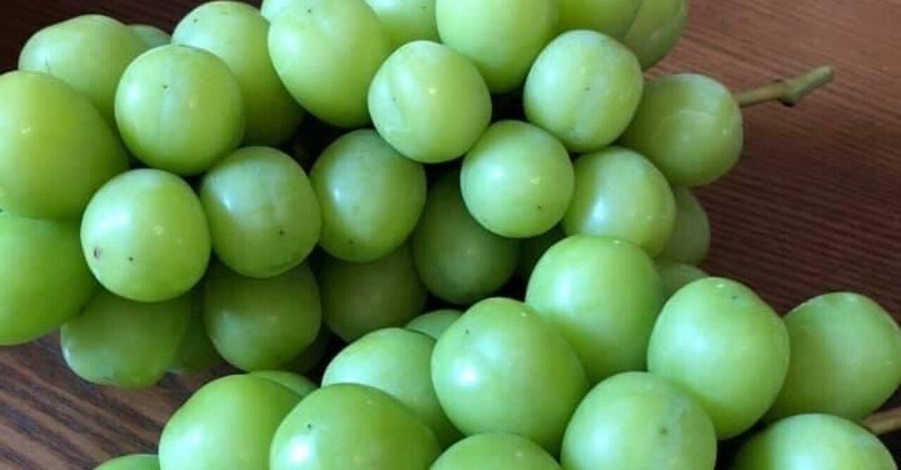 早い者勝ち‼️シャインマスカット苗 ぶどう苗 太い苗 【公式通販】