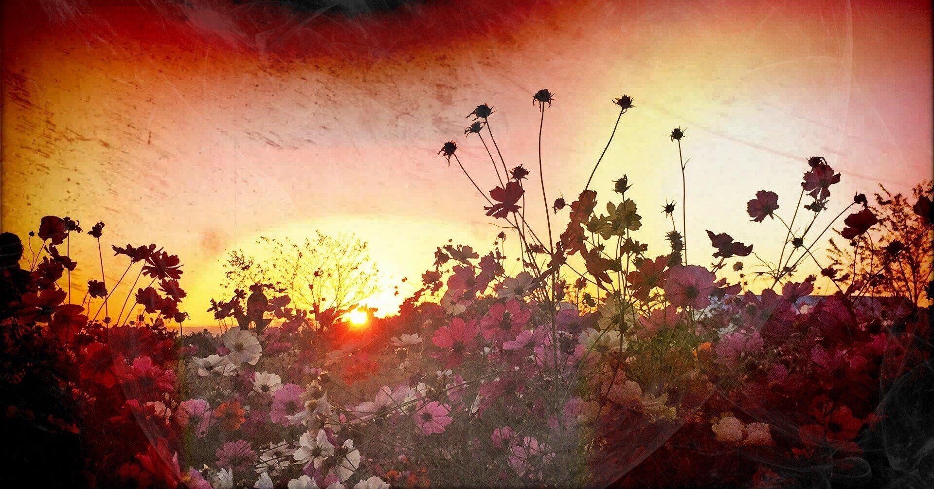 P195 コスモスの花言葉に揺れながら 東城貴之 Note P195 コスモスの花言葉に揺れながら 東城貴之 Note