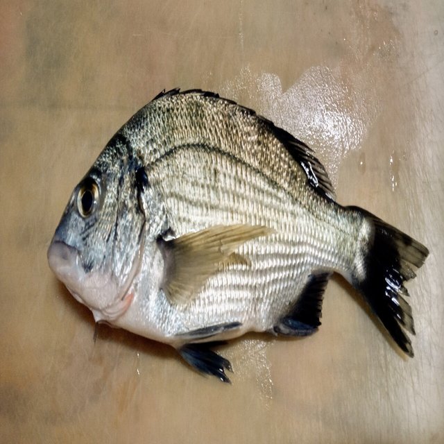 チヌ 黒鯛 塩焼き 21年9月15日 水 一汁一菜研究所 Note