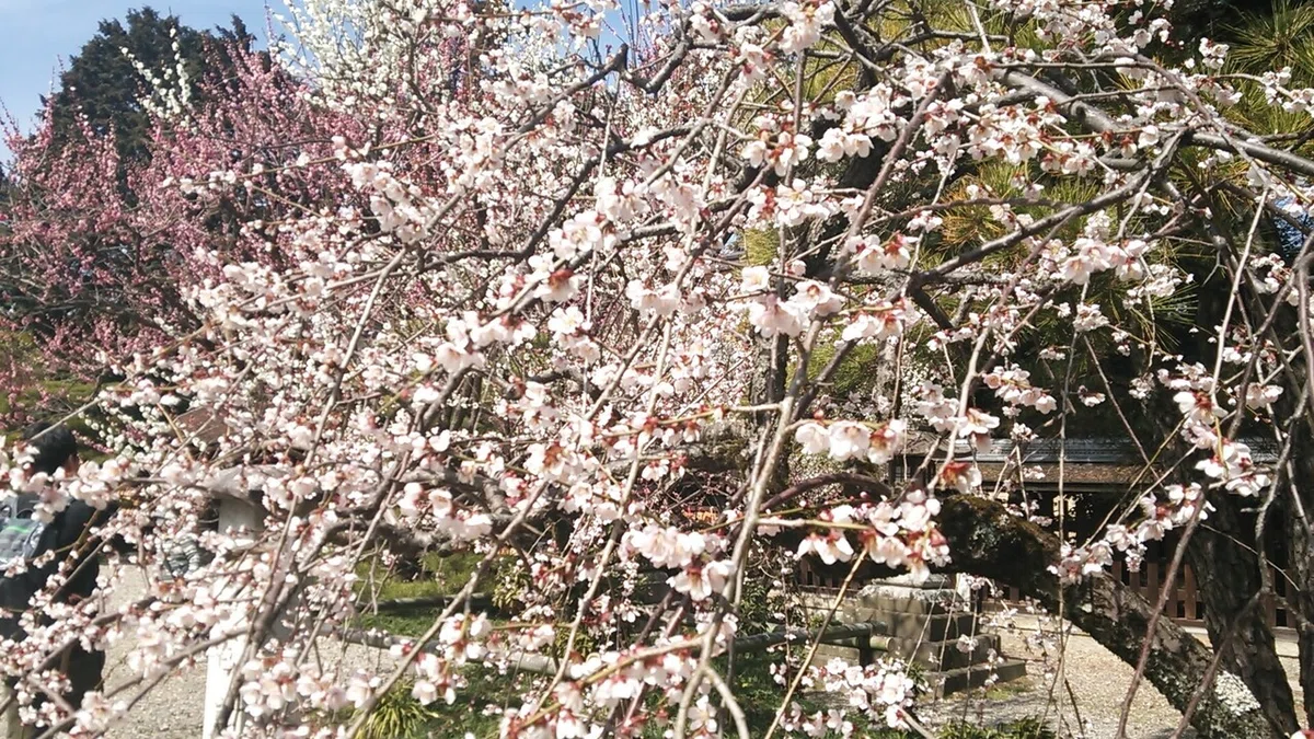 画像11
