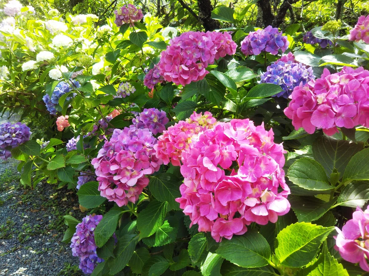 画像19