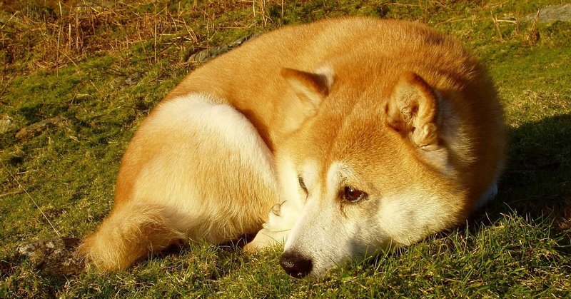 休日を全力で楽しめない人 しばいぬたろう Note