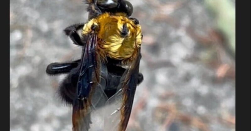 クマゼミ の新着タグ記事一覧 Note つくる つながる とどける