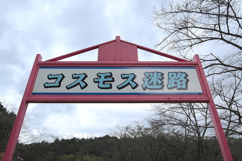 安倍文殊院の秋の風物詩 コスモス迷路 桜井市 ヨシノマホ 奈良県が大好き Note 安倍文殊院の秋の風物詩 コスモス迷路 桜井市 ヨシノマホ 奈良県が大好き Note
