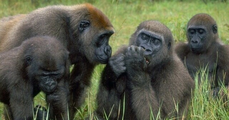 米アトランタ動物園のゴリラたちが新型コロナウイルスに集団感染 クーリエ ジャポンからの抜粋 Vol 152 代のためのブログ フリー ランス3年目 Note 米アトランタ動物園のゴリラたちが新型コロナウイルスに集団感染 クーリエ ジャポンからの抜粋 Vol 152 代のためのブログ フリー ランス3年目 Note