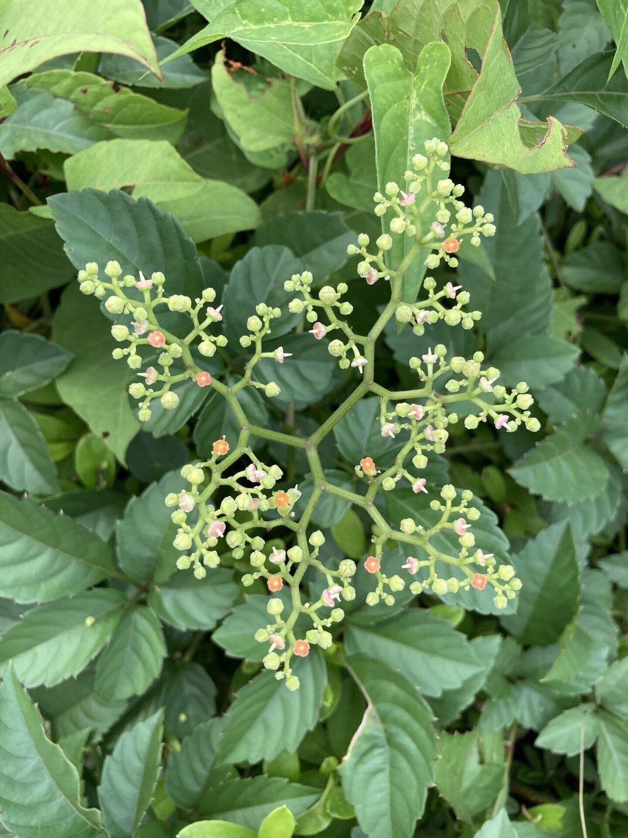 おはようございます 針金細工のようなこの植物は ヤブガラシ 藪枯らし その名の通り他の植物を覆って枯らしてしまいます 厄介ものと抜かれることが多いのですが また伸びるもんね と言わんばかりの逞 櫻田弘文 ブランディング プロデューサー Note