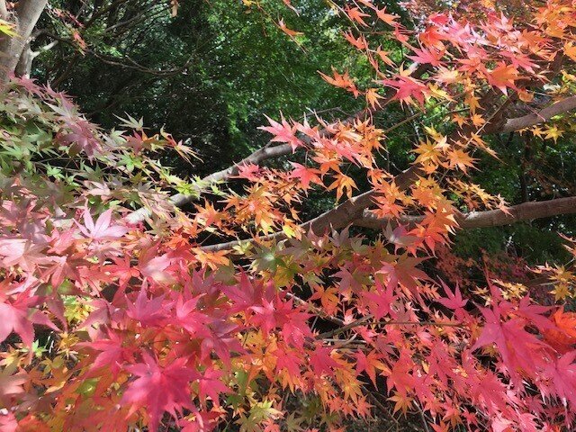 キレイ　紅葉　赤