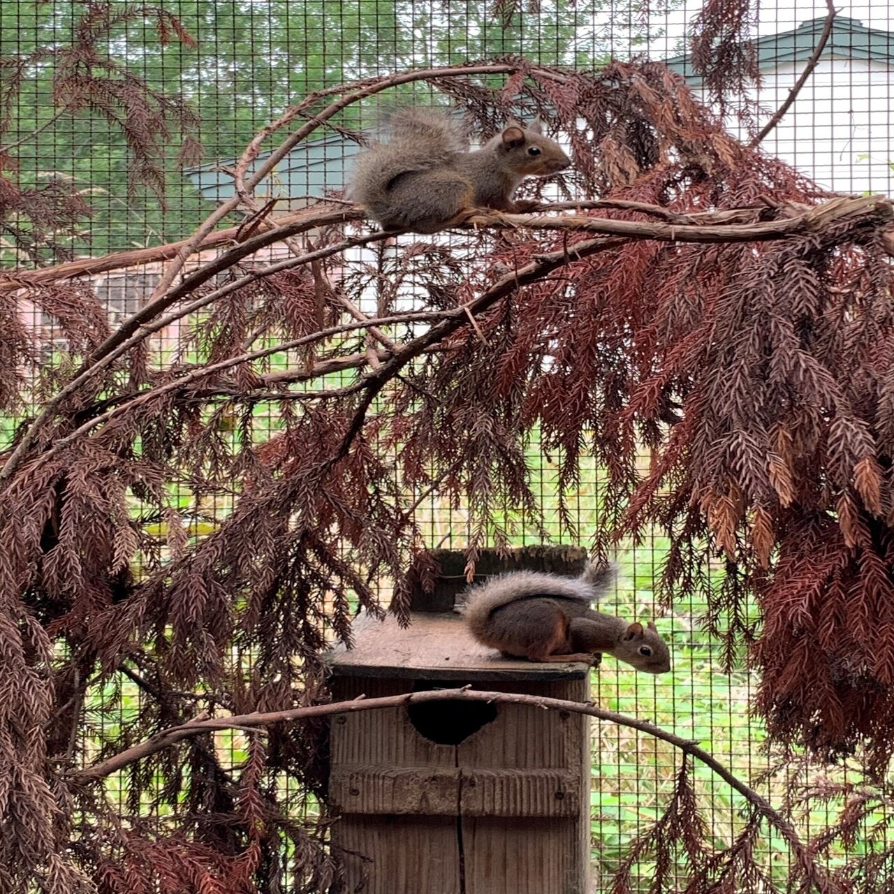 動物園で暮らすニホンリスたち しいくうらばなし Note