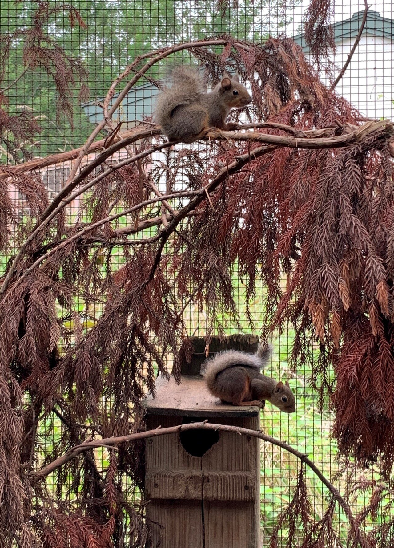 動物園で暮らすニホンリスたち しいくうらばなし Note 動物園で暮らすニホンリスたち しいくうらばなし Note
