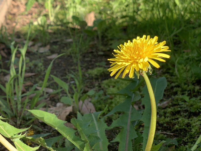 ポケモンで学ぶ植物の世界 ソード シールド前編 東怜 Note