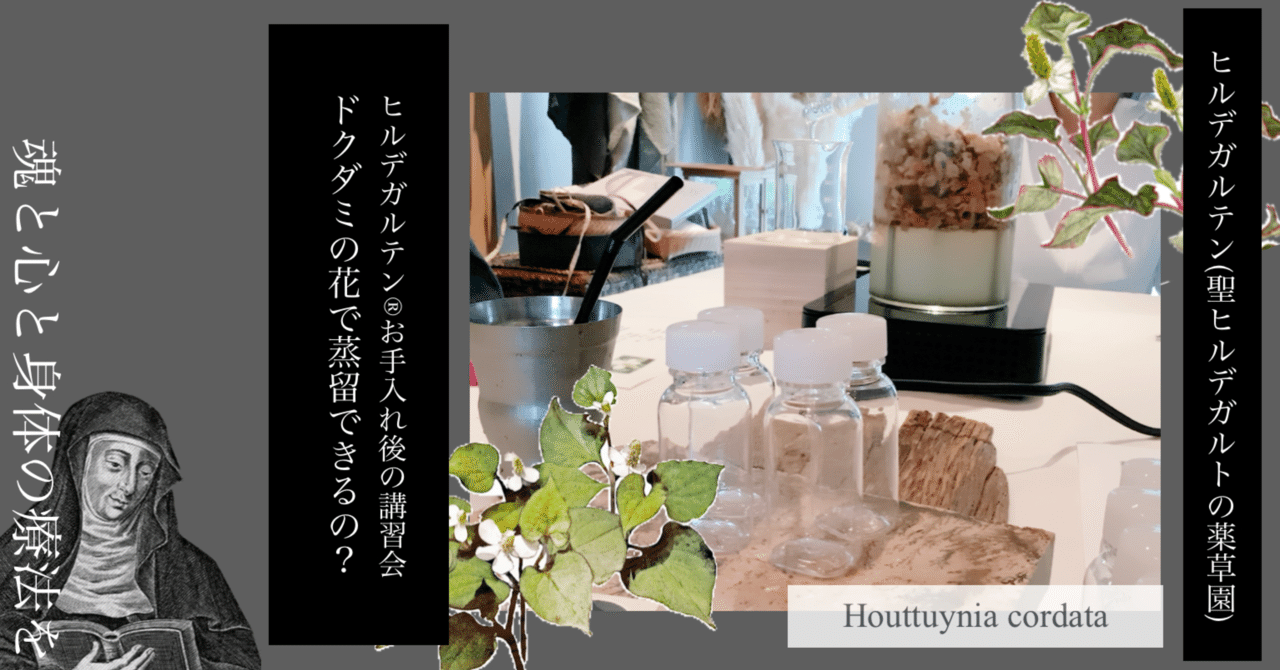 ドクダミの花で芳香蒸留水を作りました 𝕳𝖎𝖑𝖉𝖊𝖌𝖆𝖗𝖙𝖊𝖓