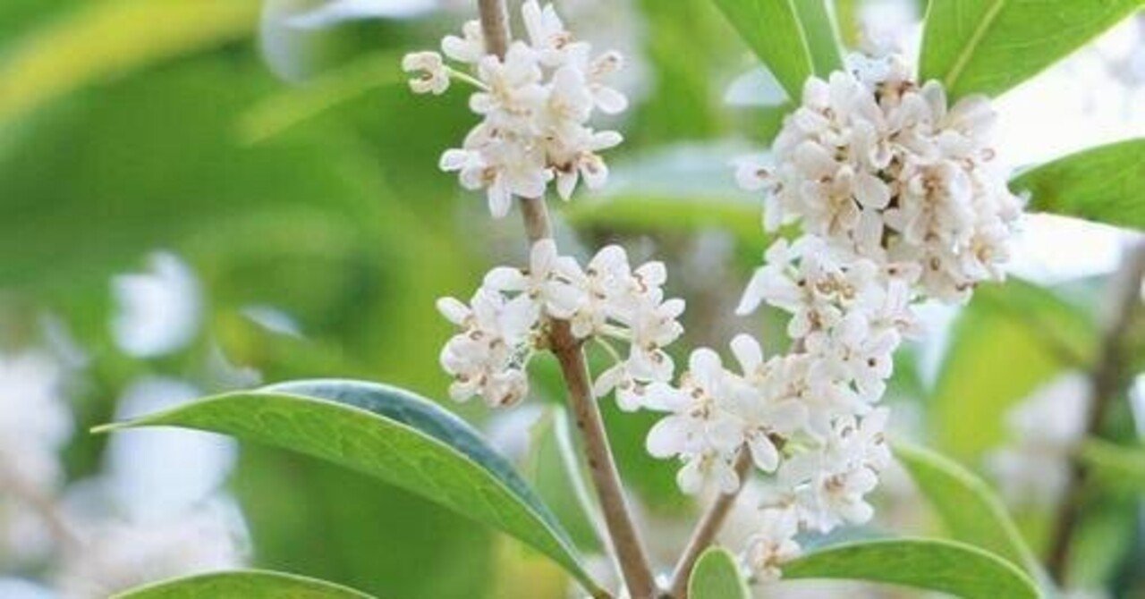 中1国語 星の花が降るころに を 星の花 から読み解いてみた 猪狩はな 2児ママ教員ライター Note 中1国語 星の花が降るころに を 星の花 から読み解いてみた 猪狩はな 2児ママ教員ライター Note