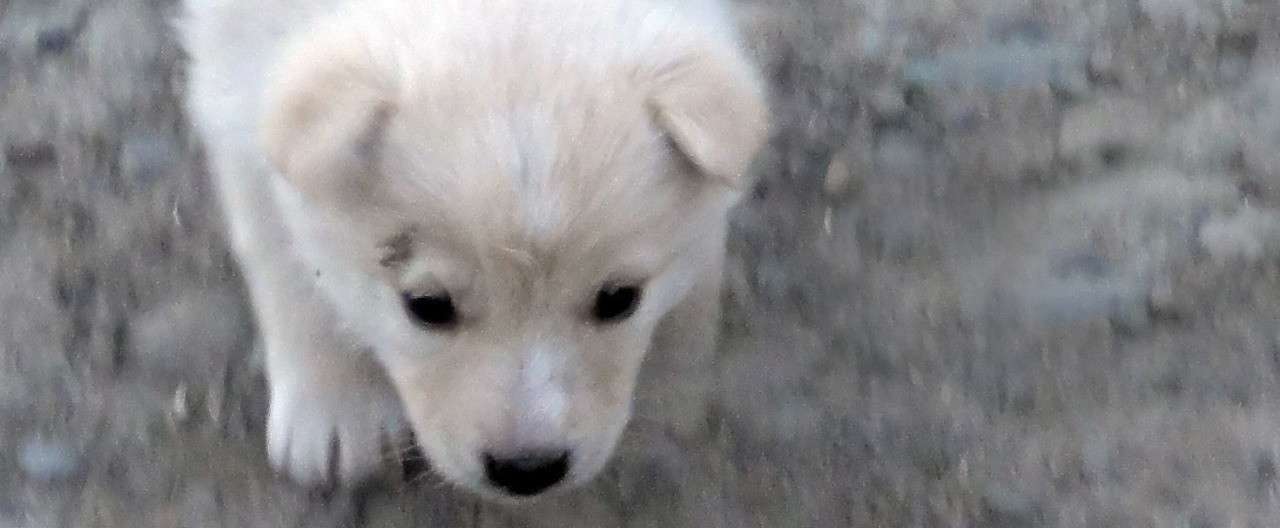 犬の話 1 入り江わに Note