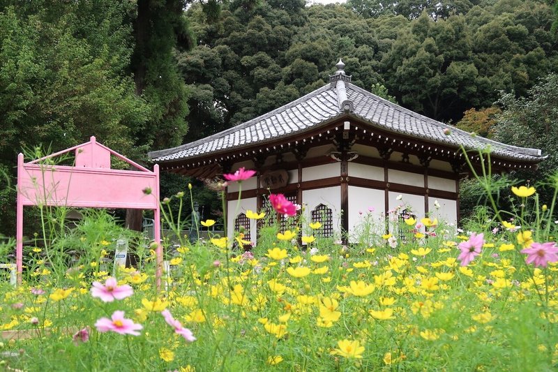 安倍文殊院の秋の風物詩 コスモス迷路 桜井市 ヨシノマホ 奈良県が大好き Note