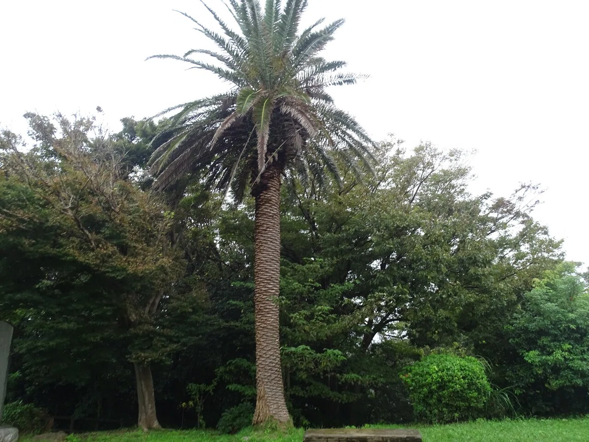 画像74