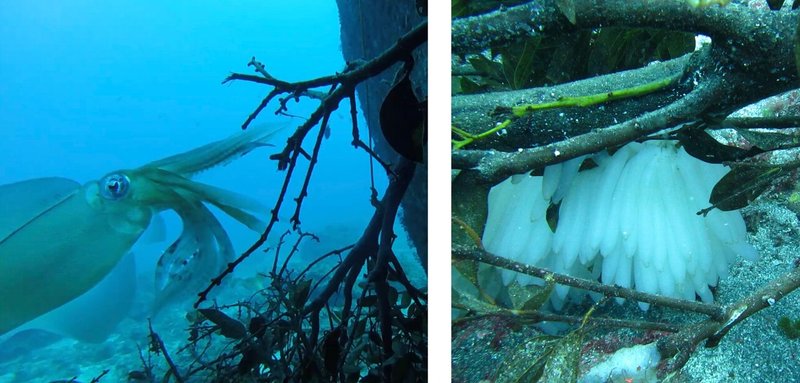 魚探の振動子 イカ寿命のアルミをステンレスに変えるドリル No One Note