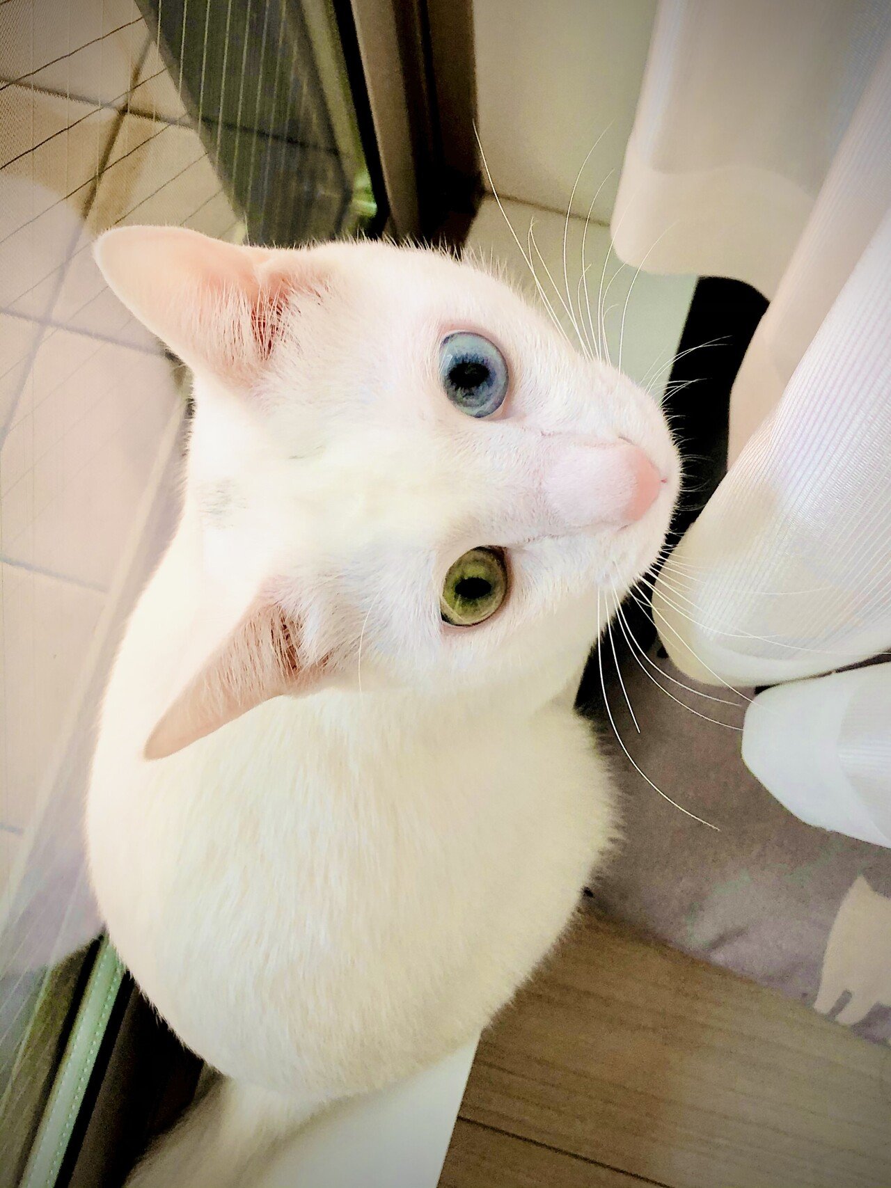 我が家の猫さん紹介｜葛城