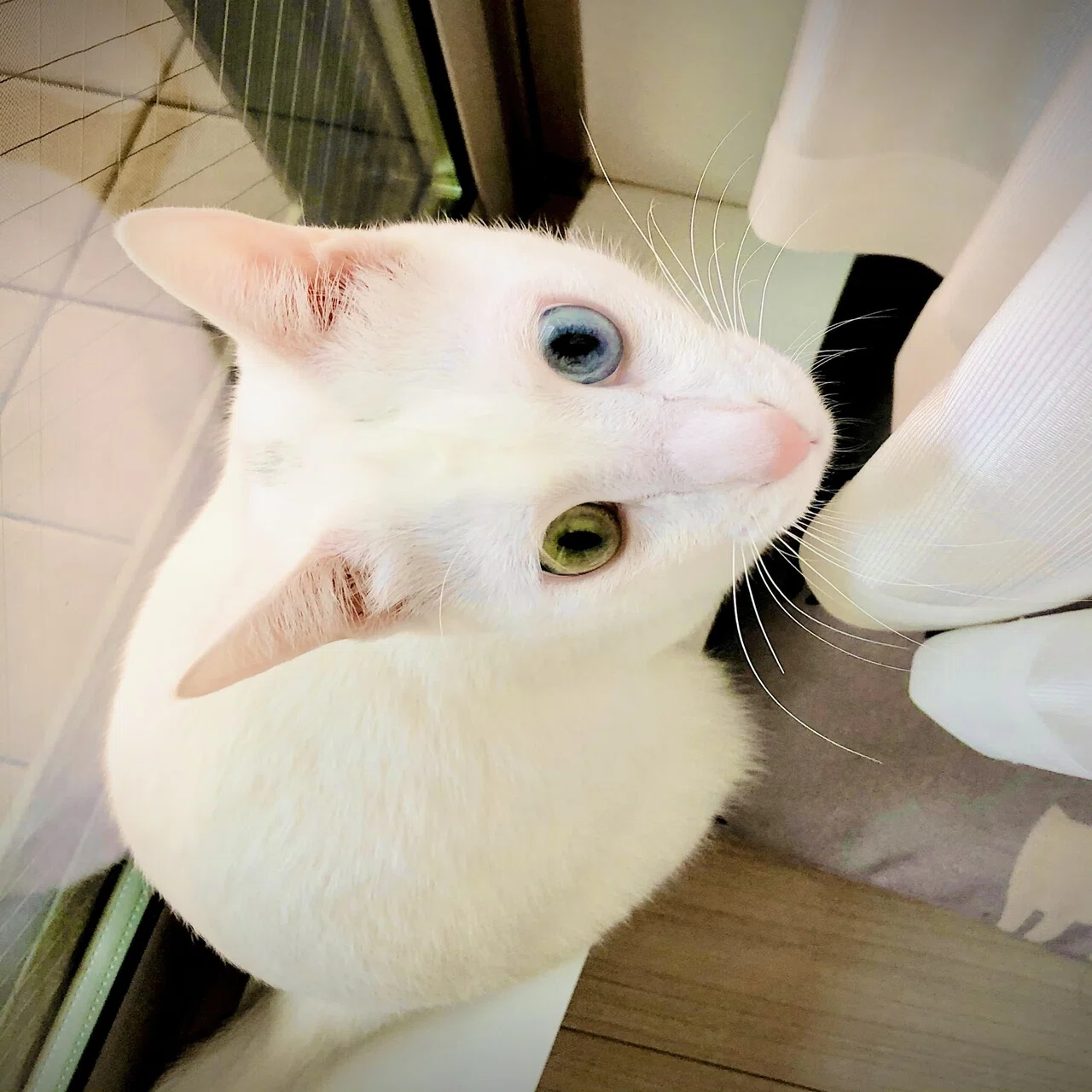 我が家の猫さん紹介 葛城 Note