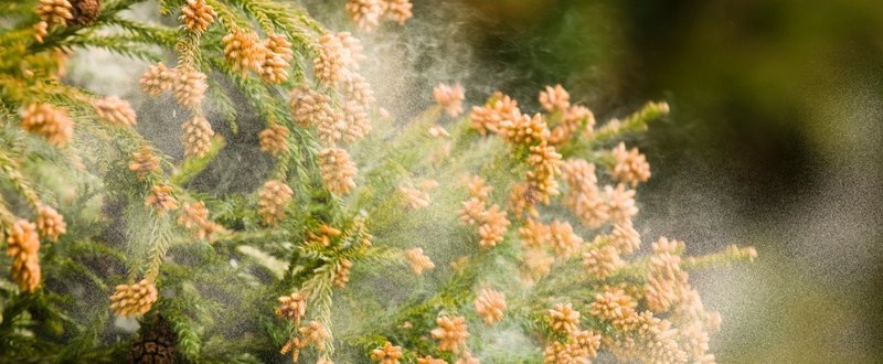 さらば花粉症！重度の花粉症持ちがスギ・ヒノキ花粉のない北海道でリモートワークした結果…
