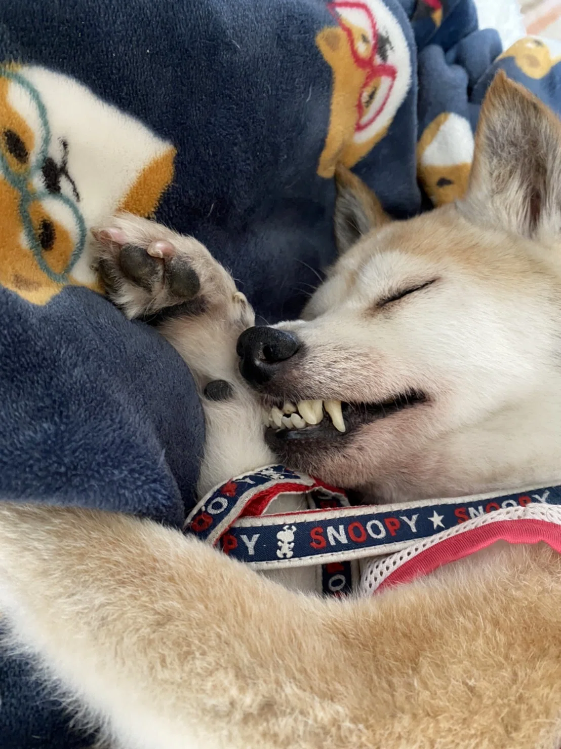 最近うちの犬が歯を出して寝ている たまに カチカチカチッ と歯を鳴らしながら寝 ている 心配で病院に連れて行ったら 高齢だから歯に歯石がついたり 歯の組み合わせに不具合を感じると合わせようとカチカチし Kyoka1030 Note