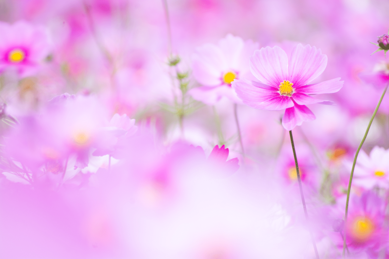 9月15日はコスモスの日だったとか 一面広がるピンクの花 綺麗な景色をまた見たいな Cham Note 9月15日はコスモスの日だったとか 一面広がるピンクの花 綺麗な景色をまた見たいな Cham Note