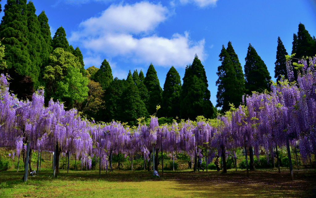 鬼滅の刃 キーワード 藤の花 について 和気神社と関係がある 鬼滅のリッペちゃん Note 鬼滅の刃 キーワード 藤の花 について 和気神社と関係がある 鬼滅のリッペちゃん Note
