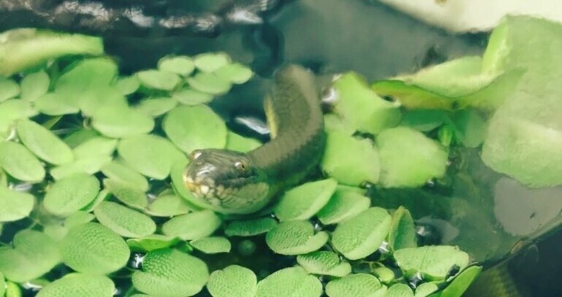 【我が家のペットシリーズ】水に住む蛇だからミズヘビ…奴は水中からお前を狙ってくる！(お前=金魚)
