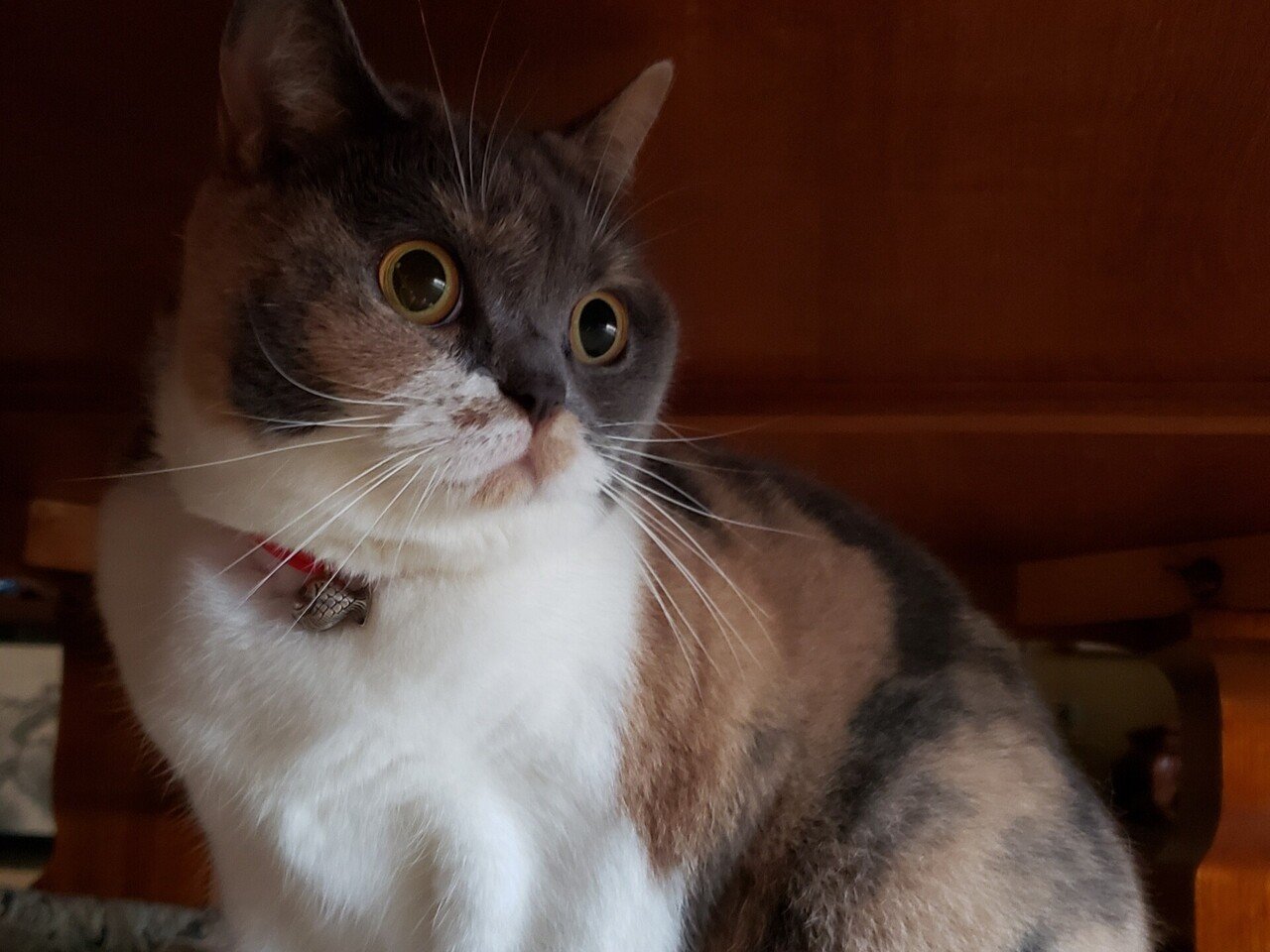 自己紹介｜aoi｜note