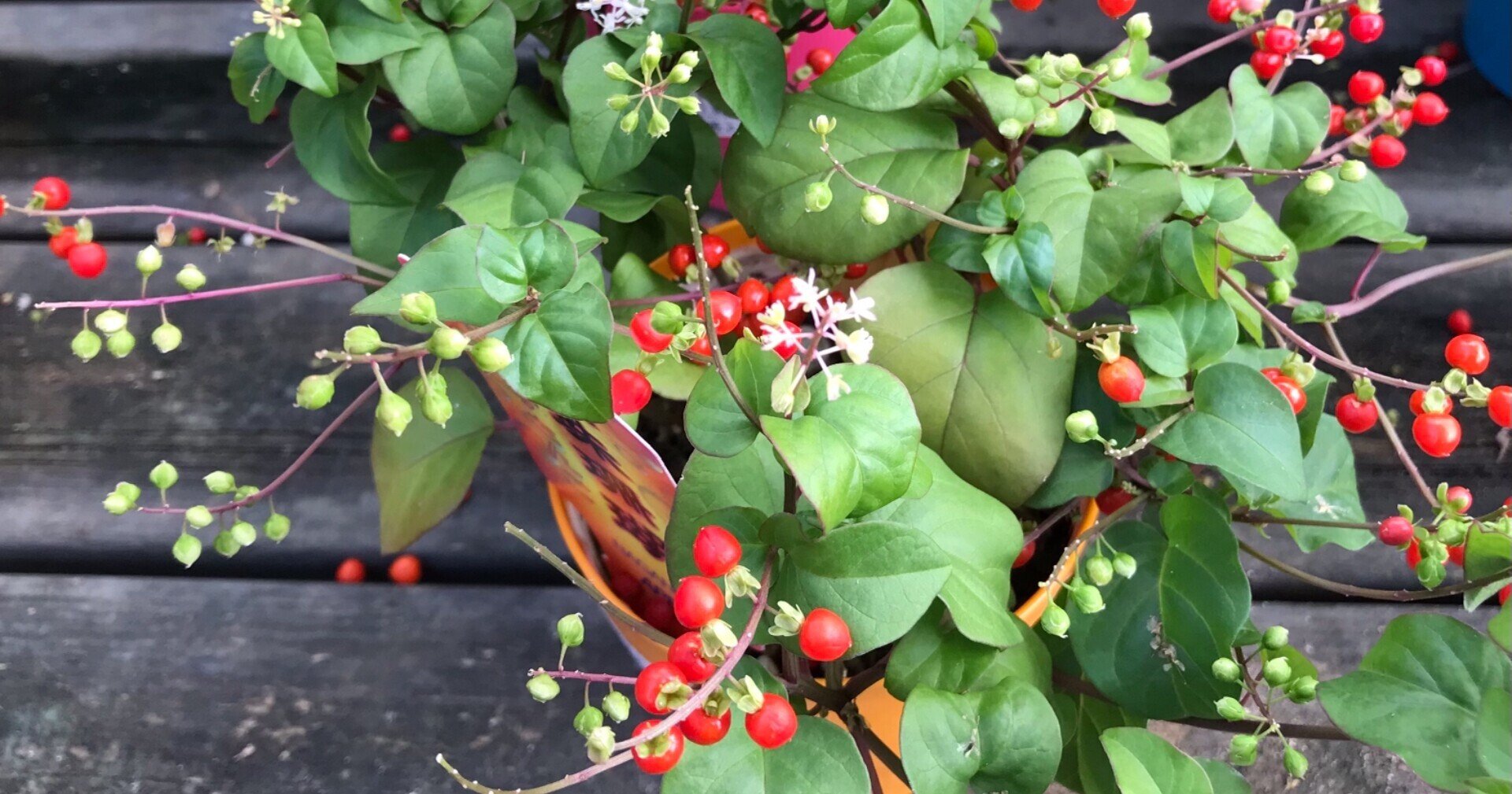 俳句 移り気かひたむきなのか数珠珊瑚 西野圭果 Note