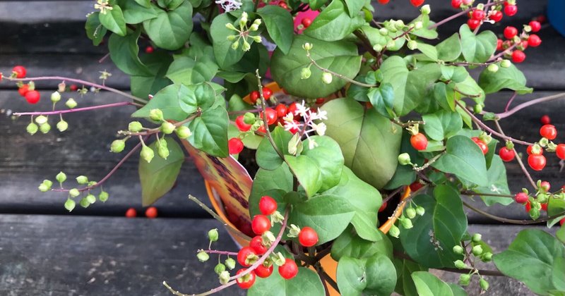 即日発送 数珠 珊瑚 Servis Katarina Ba