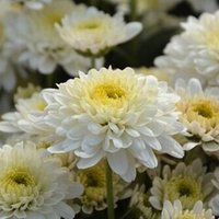 枕草子 はしたなきもの 羽田さえ Note 枕草子 はしたなきもの 羽田さえ Note