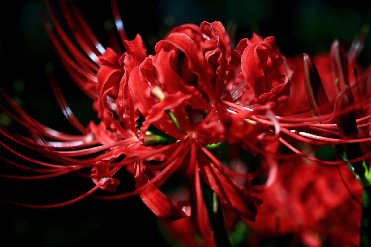 EF-M 32mm F1.4 STM|mikiyo EF-M 32mm F1.4 STM|mikiyo