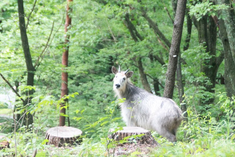 野生のカモシカ2020.7.20