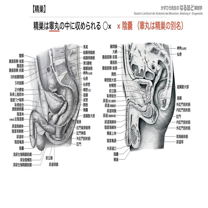 6 1 2 生殖器系 男性生殖器 一問一答 かずひろ先生 黒澤一弘 解剖学 Note
