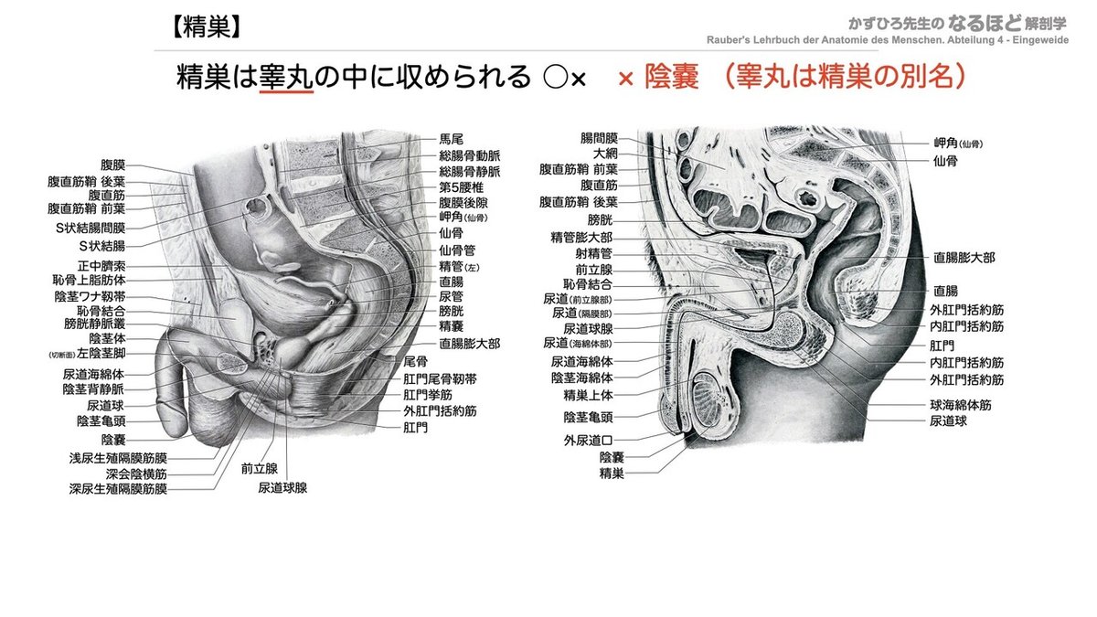 6-1 (2)】生殖器系 - 男性生殖器 一問一答｜かずひろ先生（黒澤