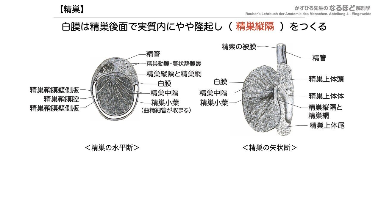 6 1 2 生殖器系 男性生殖器 一問一答 かずひろ先生 黒澤一弘 解剖学 Note
