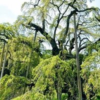 抗がん剤への曝露のお話し 大堀ヒサツグ抗がん剤治療研究所 Note