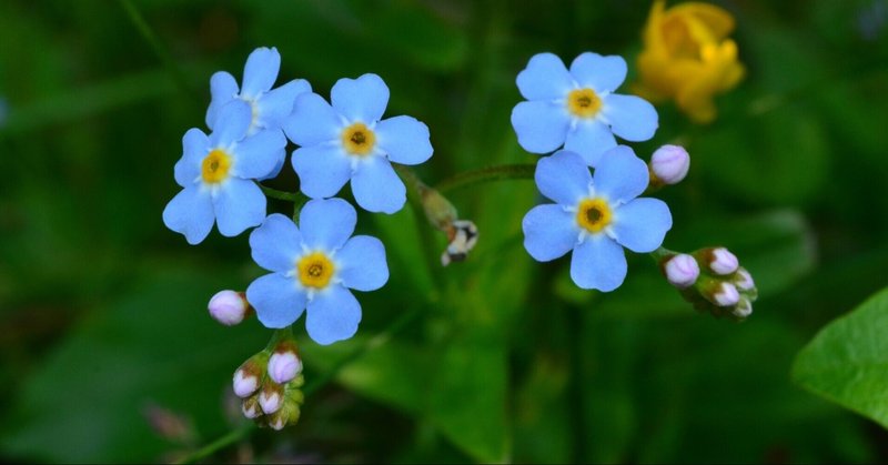 わすれな草 の新着タグ記事一覧 Note つくる つながる とどける