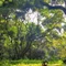 ベネットの森 / Bennet's Forest