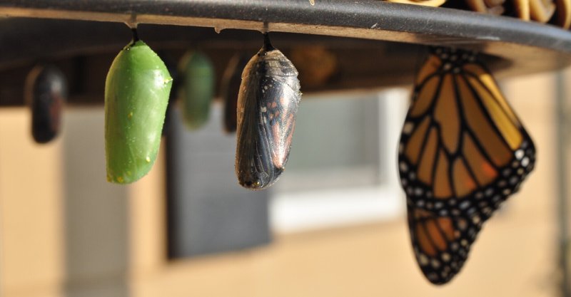 ナウシカから湯婆婆への華麗なる変身