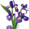 白紫菖蒲