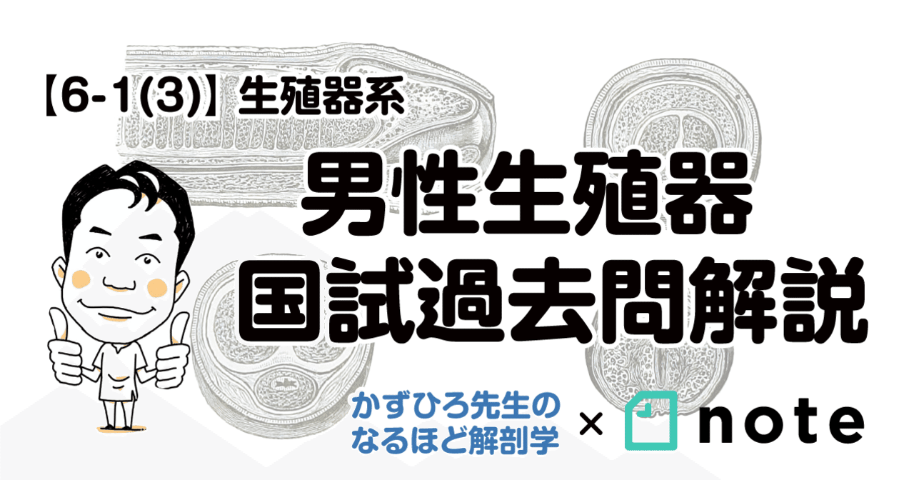 6 1 3 生殖器系 男性生殖器 国試過去問 黒澤一弘 Note