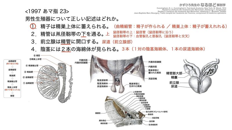 6 1 3 生殖器系 男性生殖器 国試過去問 黒澤一弘 Note