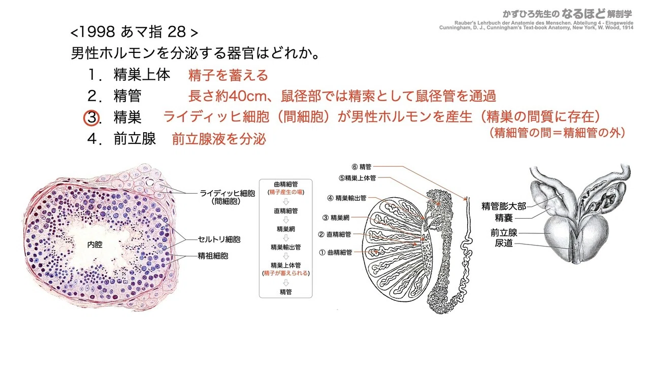 精巣上体と精巣の組織学