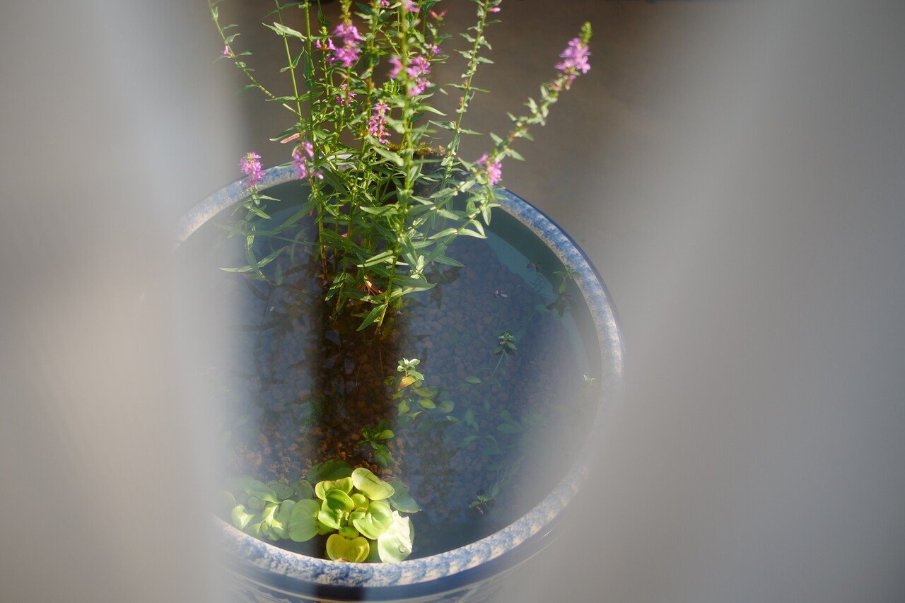 メダカのビオトープの飼育水は植物にかなり良いのでは という話 Voicy ワタナベ Note